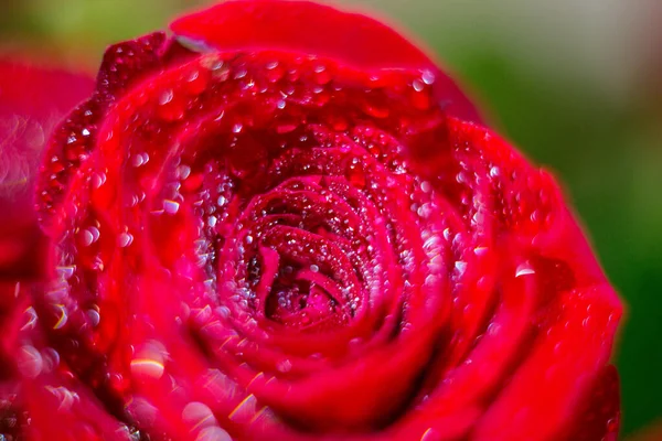 dew in a red rose bud
