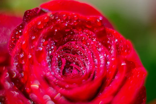 Rosa Roja Con Rocío Para Fondo Tarjeta Diseño Del Papel — Foto de Stock