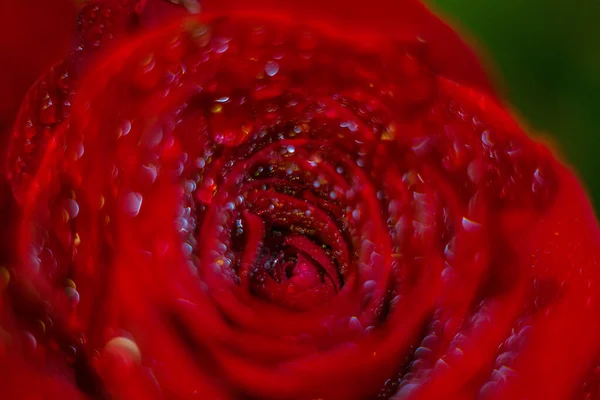 Rosa Roja Con Rocío Para Fondo Tarjeta Diseño Del Papel — Foto de Stock