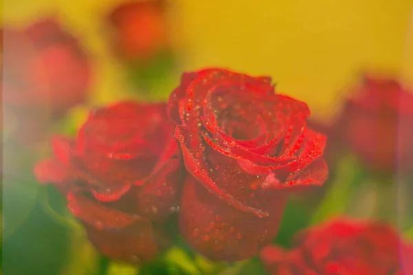 Роси Букет Червоних Троянд Картонного Фону Дизайну Шпалер — стокове фото