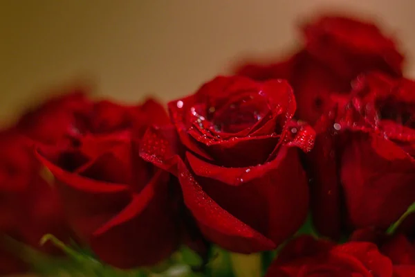 赤いバラの花束の中の露 — ストック写真