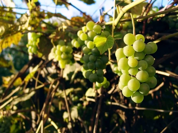 Tros witte druiven hangend aan de wijnstok bij zonsondergang Rechtenvrije Stockafbeeldingen