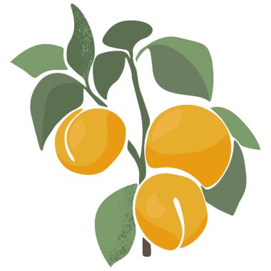 Bir dalda vektör sulu kayısı. Yeşil izin ve beyaz arka planda meyveler. Moda el çizimi tarzında soyut meyve çizimi.