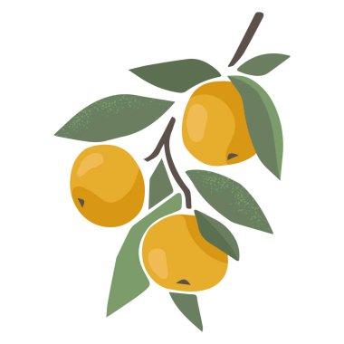 Mandallı ya da portakallı meyve suyu. Yeşil izin ve beyaz arka planda turunçgil meyvesi. Moda el çizimi tarzında soyut meyve çizimi.