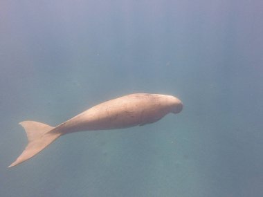 Dugong (Dugong dugon), deniz ayılarıyla akraba büyük bir otçul deniz memelisidir. Hint-Pasifik 'in sıcak ve sığ kıyı sularında, deniz inekleri öncelikle deniz inekleriyle beslenir ve sağlıklı deniz yosunlarının korunmasında hayati bir rol oynar..
