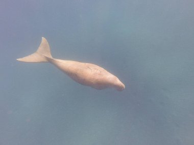 Dugong (Dugong dugon), deniz ayılarıyla akraba büyük bir otçul deniz memelisidir. Hint-Pasifik 'in sıcak ve sığ kıyı sularında, deniz inekleri öncelikle deniz inekleriyle beslenir ve sağlıklı deniz yosunlarının korunmasında hayati bir rol oynar..