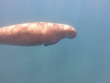 Dugong (Dugong dugon), deniz ayılarıyla akraba büyük bir otçul deniz memelisidir. Hint-Pasifik 'in sıcak ve sığ kıyı sularında, deniz inekleri öncelikle deniz inekleriyle beslenir ve sağlıklı deniz yosunlarının korunmasında hayati bir rol oynar..