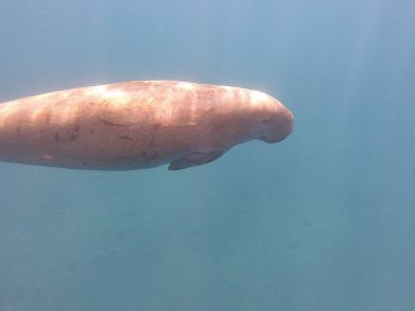 Dugong (Dugong dugon), deniz ayılarıyla akraba büyük bir otçul deniz memelisidir. Hint-Pasifik 'in sıcak ve sığ kıyı sularında, deniz inekleri öncelikle deniz inekleriyle beslenir ve sağlıklı deniz yosunlarının korunmasında hayati bir rol oynar..