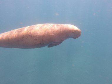 Dugong (Dugong dugon), deniz ayılarıyla akraba büyük bir otçul deniz memelisidir. Hint-Pasifik 'in sıcak ve sığ kıyı sularında, deniz inekleri öncelikle deniz inekleriyle beslenir ve sağlıklı deniz yosunlarının korunmasında hayati bir rol oynar..