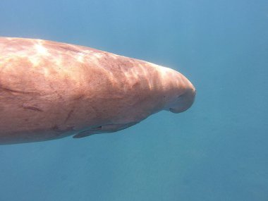 Dugong (Dugong dugon), deniz ayılarıyla akraba büyük bir otçul deniz memelisidir. Hint-Pasifik 'in sıcak ve sığ kıyı sularında, deniz inekleri öncelikle deniz inekleriyle beslenir ve sağlıklı deniz yosunlarının korunmasında hayati bir rol oynar..