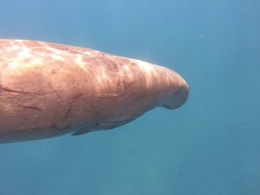 Dugong (Dugong dugon), deniz ayılarıyla akraba büyük bir otçul deniz memelisidir. Hint-Pasifik 'in sıcak ve sığ kıyı sularında, deniz inekleri öncelikle deniz inekleriyle beslenir ve sağlıklı deniz yosunlarının korunmasında hayati bir rol oynar..