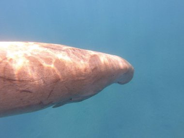 Dugong (Dugong dugon), deniz ayılarıyla akraba büyük bir otçul deniz memelisidir. Hint-Pasifik 'in sıcak ve sığ kıyı sularında, deniz inekleri öncelikle deniz inekleriyle beslenir ve sağlıklı deniz yosunlarının korunmasında hayati bir rol oynar..