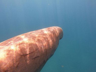 Mısır 'da deniz ineği (dugong dugon) genellikle Kızıl Deniz' in sıcak sularında, özellikle Marsa Alam gibi korunaklı koylardaki çayırların çevresinde görülür. Bu nazik deniz memelisi, deniz yosunlarında yavaş yavaş otlar ve karakteristik bir beslenme bırakır. 