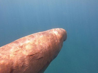 Mısır 'da deniz ineği (dugong dugon) genellikle Kızıl Deniz' in sıcak sularında, özellikle Marsa Alam gibi korunaklı koylardaki çayırların çevresinde görülür. Bu nazik deniz memelisi, deniz yosunlarında yavaş yavaş otlar ve karakteristik bir beslenme bırakır. 