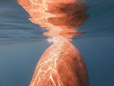 Mısır 'da deniz ineği (dugong dugon) genellikle Kızıl Deniz' in sıcak sularında, özellikle Marsa Alam gibi korunaklı koylardaki çayırların çevresinde görülür. Bu nazik deniz memelisi, deniz yosunlarında yavaş yavaş otlar ve karakteristik bir beslenme bırakır. 