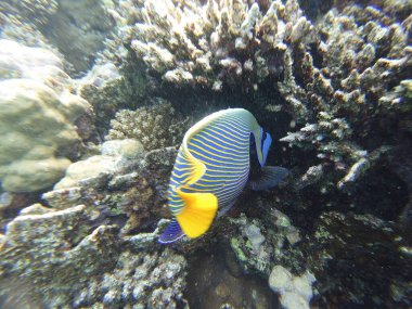 İmparator melek balığı (Pomacanthus imperator). Çarpıcı bir resif balığıdır ve canlı yatay sarı ve mavi çizgileri, yüzünde koyu bir maske ve kalın renkleriyle tanınır. Gençlerin değişen dairesel mavi-beyaz desenleri vardır. 