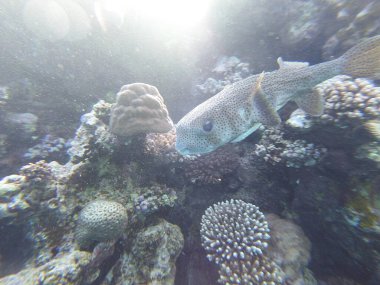 Diodon hystrix, Diodontidae familyasından bir balık türü olan Diodon hystrix familyasından bir balık türü. Dünya çapında tropikal ve subtropikal sularda bulunur., 