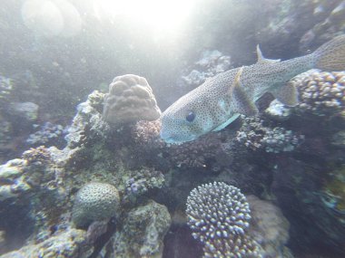 Diodon hystrix, Diodontidae familyasından bir balık türü olan Diodon hystrix familyasından bir balık türü. Dünya çapında tropikal ve subtropikal sularda bulunur., 