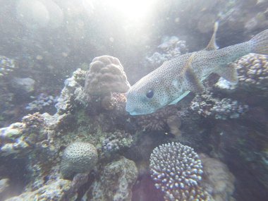 Diodon hystrix, Diodontidae familyasından bir balık türü olan Diodon hystrix familyasından bir balık türü. Dünya çapında tropikal ve subtropikal sularda bulunur., 