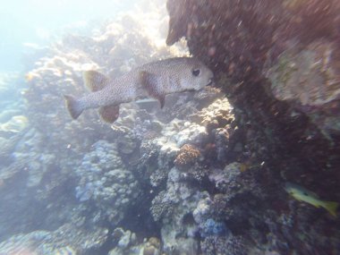 Diodon hystrix, Diodontidae familyasından bir balık türü olan Diodon hystrix familyasından bir balık türü. Dünya çapında tropikal ve subtropikal sularda bulunur., 