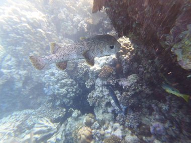 Diodon hystrix, Diodontidae familyasından bir balık türü olan Diodon hystrix familyasından bir balık türü. Dünya çapında tropikal ve subtropikal sularda bulunur., 