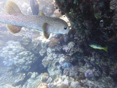 Diodon hystrix, Diodontidae familyasından bir balık türü olan Diodon hystrix familyasından bir balık türü. Dünya çapında tropikal ve subtropikal sularda bulunur., 