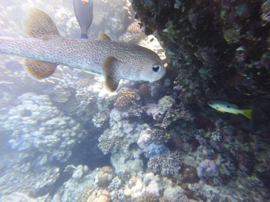 Diodon hystrix, Diodontidae familyasından bir balık türü olan Diodon hystrix familyasından bir balık türü. Dünya çapında tropikal ve subtropikal sularda bulunur., 