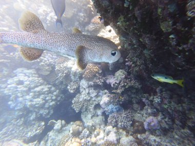 Diodon hystrix, Diodontidae familyasından bir balık türü olan Diodon hystrix familyasından bir balık türü. Dünya çapında tropikal ve subtropikal sularda bulunur., 