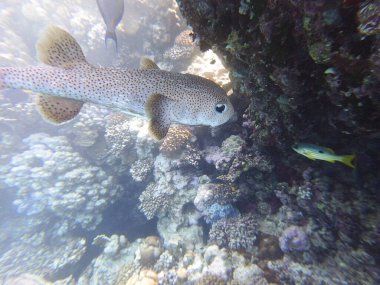 Diodon hystrix, Diodontidae familyasından bir balık türü olan Diodon hystrix familyasından bir balık türü. Dünya çapında tropikal ve subtropikal sularda bulunur., 