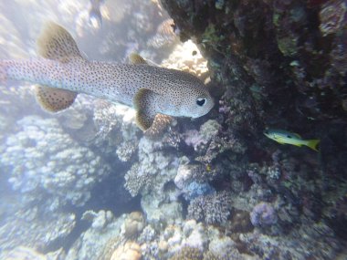Diodon hystrix, Diodontidae familyasından bir balık türü olan Diodon hystrix familyasından bir balık türü. Dünya çapında tropikal ve subtropikal sularda bulunur., 