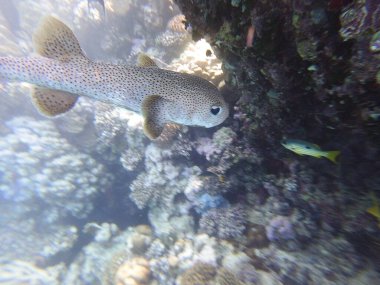 Diodon hystrix, Diodontidae familyasından bir balık türü olan Diodon hystrix familyasından bir balık türü. Dünya çapında tropikal ve subtropikal sularda bulunur., 