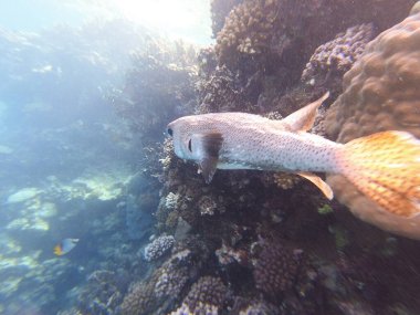 Diodon hystrix, Diodontidae familyasından bir balık türü olan Diodon hystrix familyasından bir balık türü. Dünya çapında tropikal ve subtropikal sularda bulunur.