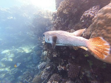 Diodon hystrix, Diodontidae familyasından bir balık türü olan Diodon hystrix familyasından bir balık türü. Dünya çapında tropikal ve subtropikal sularda bulunur.