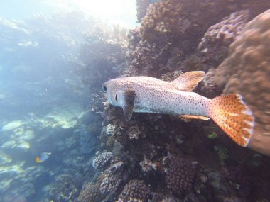 Diodon hystrix, Diodontidae familyasından bir balık türü olan Diodon hystrix familyasından bir balık türü. Dünya çapında tropikal ve subtropikal sularda bulunur.
