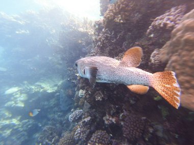 Diodon hystrix, Diodontidae familyasından bir balık türü olan Diodon hystrix familyasından bir balık türü. Dünya çapında tropikal ve subtropikal sularda bulunur.