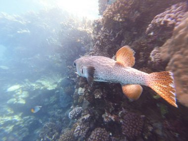Diodon hystrix, Diodontidae familyasından bir balık türü olan Diodon hystrix familyasından bir balık türü. Dünya çapında tropikal ve subtropikal sularda bulunur.