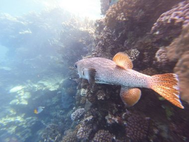 Diodon hystrix, Diodontidae familyasından bir balık türü olan Diodon hystrix familyasından bir balık türü. Dünya çapında tropikal ve subtropikal sularda bulunur.