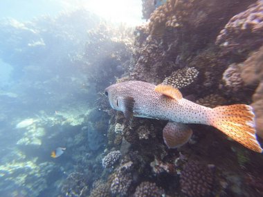 Diodon hystrix, Diodontidae familyasından bir balık türü olan Diodon hystrix familyasından bir balık türü. Dünya çapında tropikal ve subtropikal sularda bulunur.
