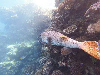 Diodon hystrix, Diodontidae familyasından bir balık türü olan Diodon hystrix familyasından bir balık türü. Dünya çapında tropikal ve subtropikal sularda bulunur.