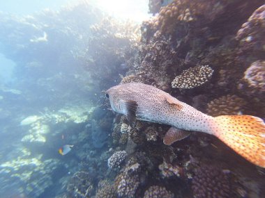 Diodon hystrix, Diodontidae familyasından bir balık türü olan Diodon hystrix familyasından bir balık türü. Dünya çapında tropikal ve subtropikal sularda bulunur.