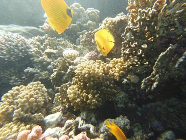 Chaetodon semilarvatus, Chaetodontidae familyasından bir balık türü. Yüzündeki parlak mavi işaretler ve parlak sarı gövdesiyle kolayca fark edilebilir. 