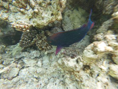 Scarus niger (esmer papağan balığı), Kızıl Deniz de dahil olmak üzere Hindistan-Pasifik boyunca yaşayan yaygın bir resif türü. Uzun gövdesi, güçlü gaga benzeri çenesi ve koyu maviden koyu kahverengiye kadar değişen renkleriyle bilinir.,