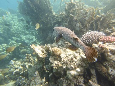 mercan resifi ve diodon hystrix kirpi balığı