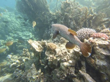 mercan resifi ve diodon hystrix kirpi balığı