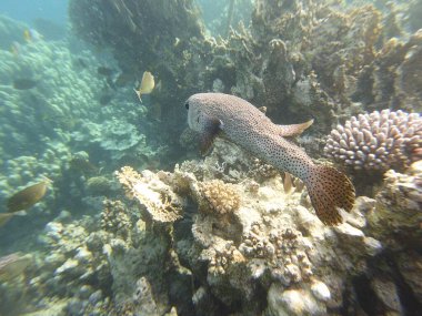 mercan resifi ve diodon hystrix kirpi balığı