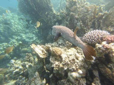 mercan resifi ve diodon hystrix kirpi balığı