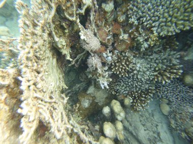 mercan resifi goniopora akropora millepora dichotoma