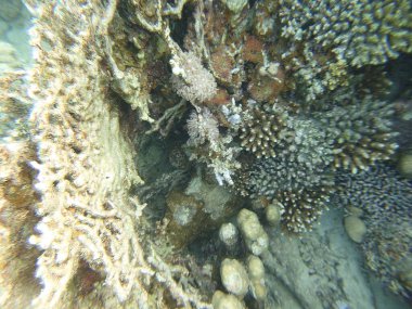 mercan resifi goniopora akropora millepora dichotoma