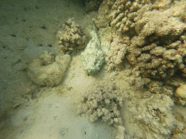 Scorpaenopsis diabolus, ya da sahte akrep balığı, Scorpaenidae familyasından, Scorpaenidae familyasına ait zehirli bir balık türüdür. Şey...