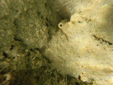 Mısır 'ın Kızıl Denizi' ndeki Bentik yaşam canlı resiflerde, kumlu diplerde ve kayalık substratlarda gelişir. Bu muhtelif topluluk mercanlar, süngerler, solucanlar, kabuklular, yumuşakçalar, ekodermler ve sayısız mikro faunayı içerir..